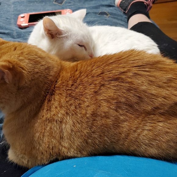 foxnkit